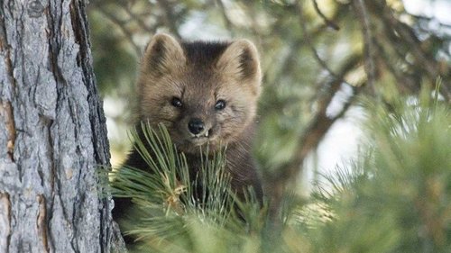 Ховор амьтан агнасан иргэнд торгуулийн ял оноолоо